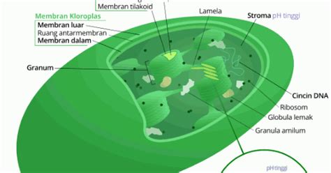 Pada kloroplas berlangsung dua fase, yaitu fase terang dan gelap yang berfungsi sebagai proses. Kloroplas: Pengertian, Gambar, Struktur, Cara Kerja, dan ...