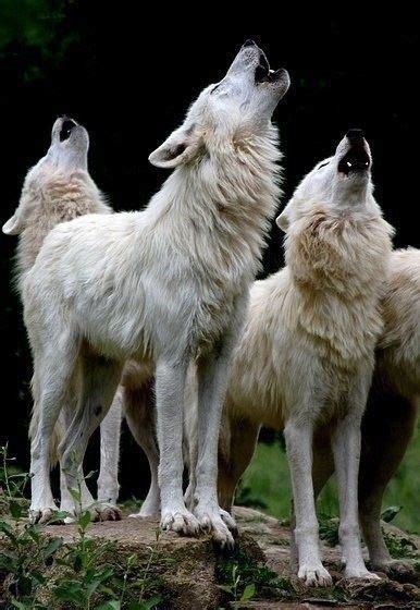 Pin By Дмитрий On Животные Animals Beautiful Wild Wolf Cute Animals