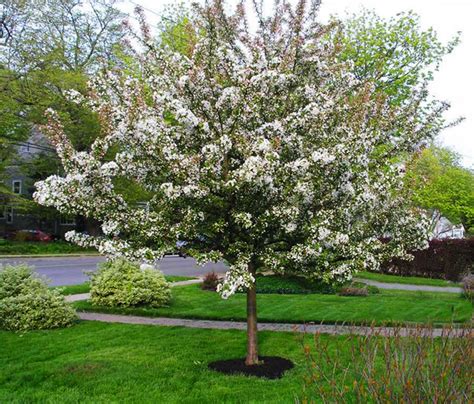 Sugar Tyme Crabapple For Sale Online The Tree Center
