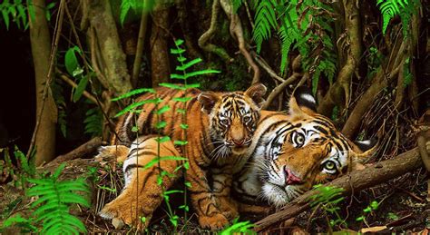 tiger wildlife photography by national geographic 2