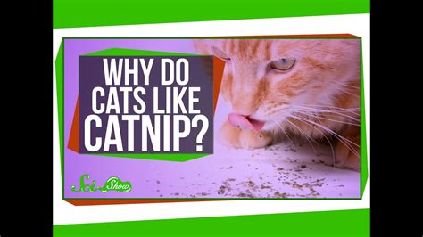 Why Do Cats Like Catnip Youtube