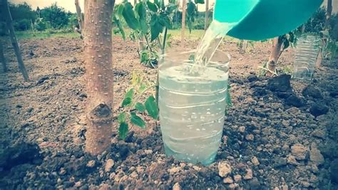 Plastic Bottle Drip Water Irrigation System Very Very Simple 3 Drip