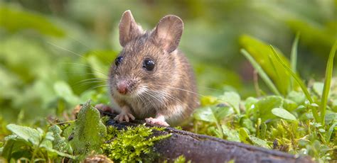 Which Small Mammals Are Not Rodents And What Does That Mean For Their
