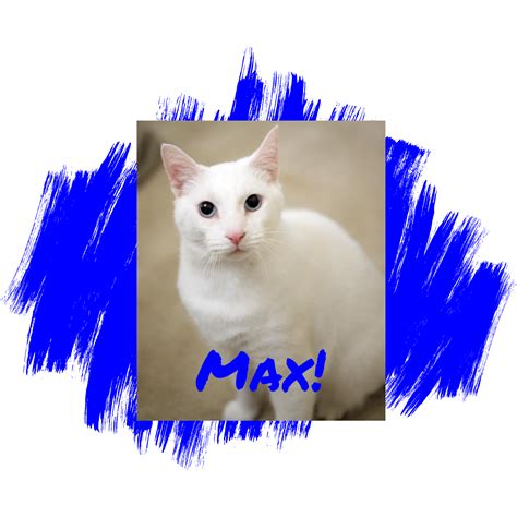 496 cat adoption team jobs available on indeed.com. Friday's Friend! Cat Adoption, Homeless Animals Rescue ...