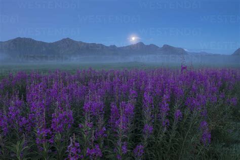 Field Of Purple Flowers In Foggy Weather At Twilight Gimsoy Lofoten