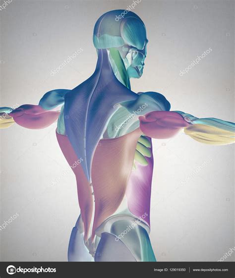 Male Torso Back Muscles Stock Photo By ©anatomyinsider 129019350