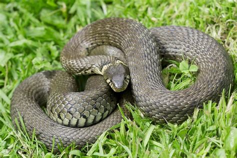 Grass Snake Photograph By Adrian Bicker