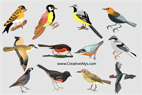 Free Vectors Realistic Colorful Bird Pack Creativealys