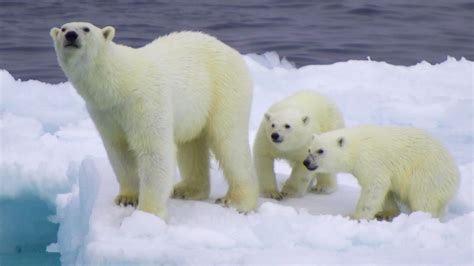 Afirman Que Los Osos Polares Están En Peligro De Extinción Osos