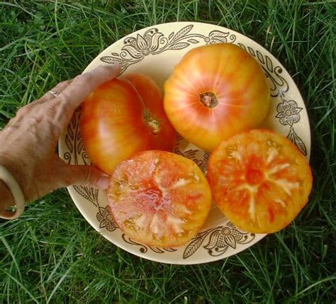 Excellent tropical fruit flavors with hints of pineapple. Growing The Bold & Beautiful Pineapple Tomato | You Should ...