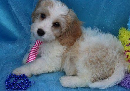 We thank you all for the many emails and requests for pups during the covid 19 restrictions! Cavachon For Sale in Florida (22) | Petzlover