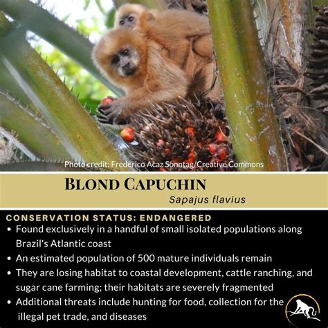 Blond Capuchin Sapajus Flavius New England Primate Conservancy