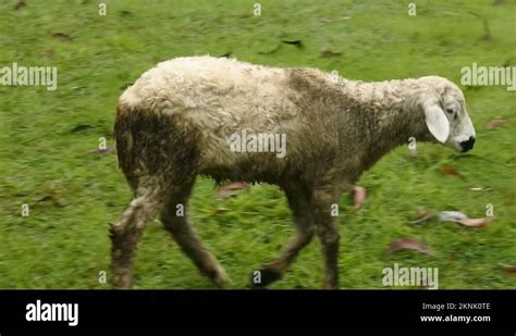 White Sheep Grazing In A Field Mammals Herbivorous Animal Stock Video