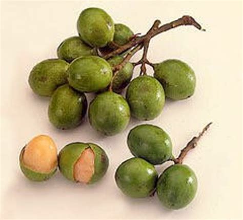 Spanish Lime Mamoncillos Quenepa Melicoccus Bijugatus Guinep Etsy
