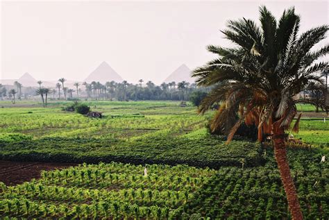 Multimedia Gallery Crops Growing In An Egyptian Oasis With The