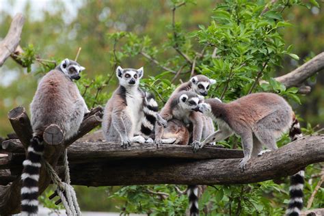 Madagascar Les Animaux Sauvages Emblématiques De Lîle