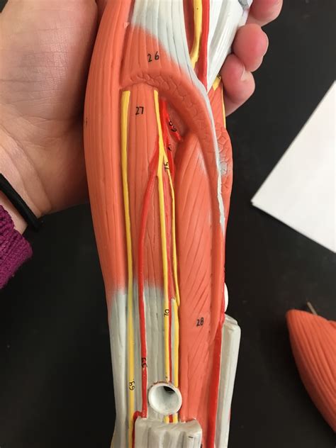 Arteries And Veins Of Muscular Arm Diagram Quizlet