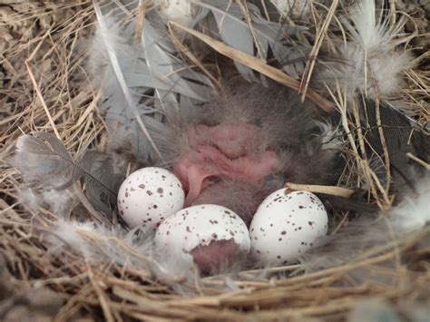 Filehatching Barn Swallow Hirundo Rustica Nestlings Nest Eggs