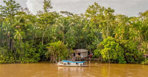 Manaus 2 3 Or 4 Day Amazon Jungle Tour In Anaconda Lodge Getyourguide