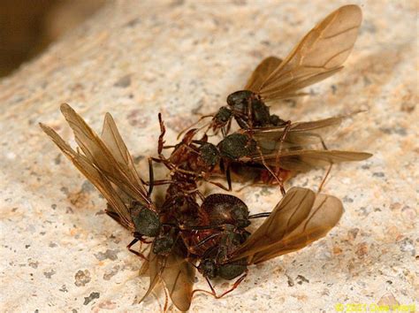 Acromyrmex Versicolor Desert Leafcutter Ant Mating Flight A Good Life
