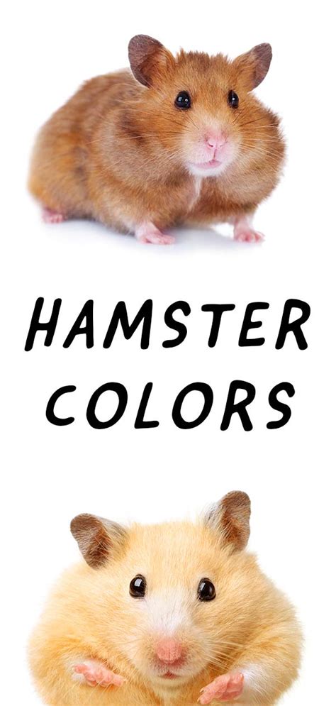Hamster Colors A Rainbow Of Tiny Furry Friends