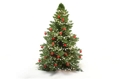 Title The History Of The Christmas Tree Front Range Arborists