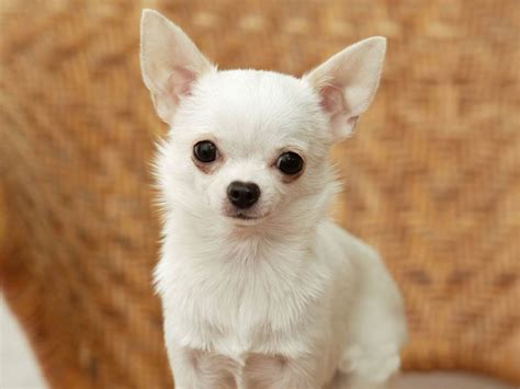 Cute Dogs White Chihuahua Dogs