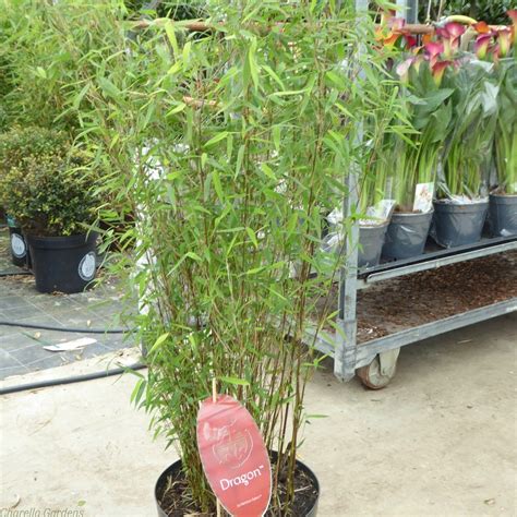 Buy Red Bamboo Plants Fargesia Red Dragon 10 Litre Bamboo Plants