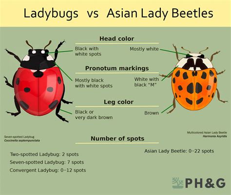 ladybugs vs asian beetles [4 main differences] pepper s home and garden