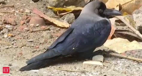 Bird Flu Scare Over 100 Crows Dead In Delhis Mayur Vihar The Economic Times Video Et Now