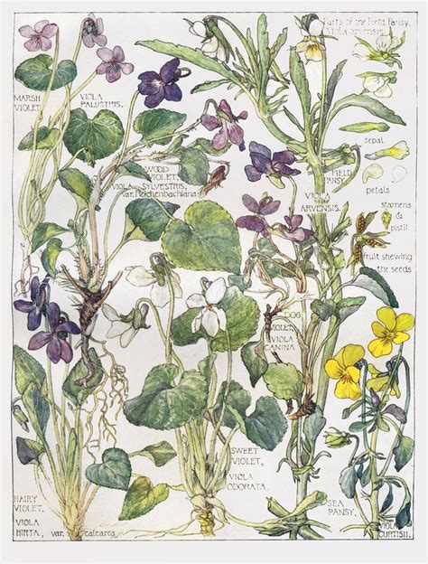 Violets Wild Flower Botanical Print By Isabel Adams Antique Print