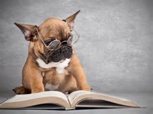Image result for images of animals reading books