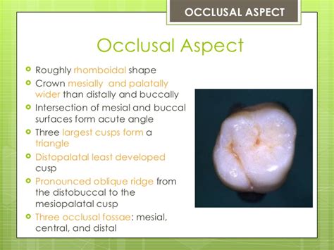 Case three tooth #19 unfavorable prognosis; The Permanent Maxillary First Molar