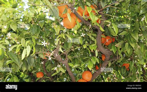 Tree With Blossoms And Oranges Stock Photo Alamy