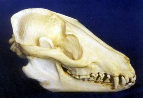 Dog Skulls Dog Skeletons Fossils And Cast Replicas Reproductions For