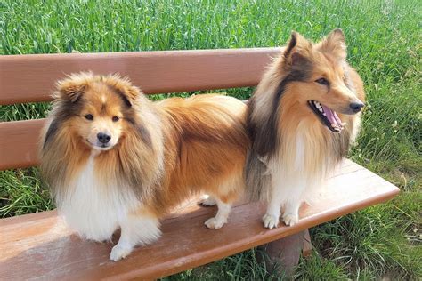 Miniature Collie Dog Breed Info Pictures Facts Traits Hepper