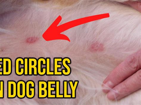 This Video Shows What Causes Red Circles On Dogs Belly Amazing Dogs