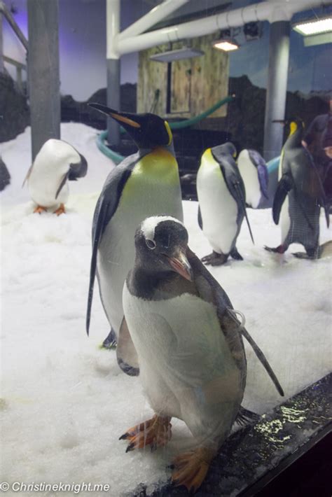 Sea Life Sydney Aquarium Penguin Expedition Adventure Baby