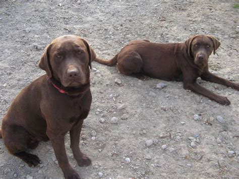 We love our labs as. Chocolate Lab Puppies FOR SALE ADOPTION from santee California San Diego @ Adpost.com ...