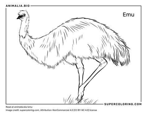 Emu Facts Diet Habitat And Pictures On Animaliabio