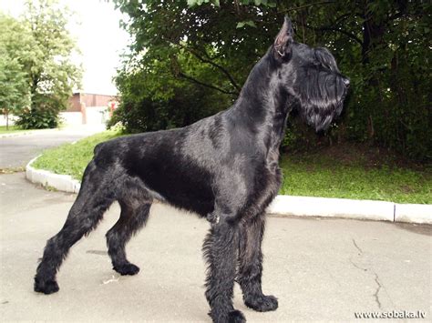 Giant Schnauzer Puppies For Sale In Texas Librodelpasado