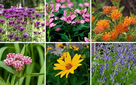 Native Ohio Perennial Flowers Best Flower Site