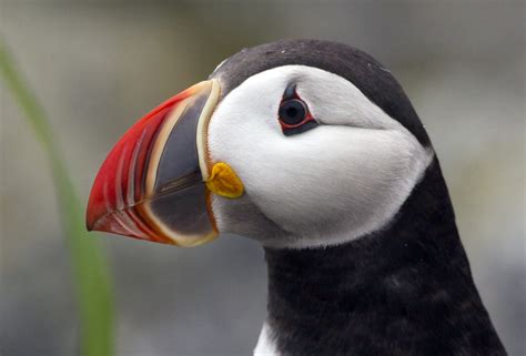Ap Photos Puffins Flock Home To Maine Islands