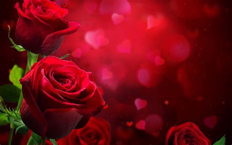 Red Rose Love Wallpapers Hd Wallpaper Cave