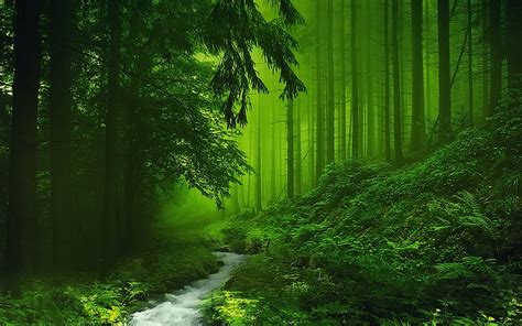 River In Green Misty Forest