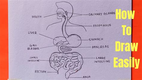 How To Draw Diagram Of Human Digestive System Easily Step By Step