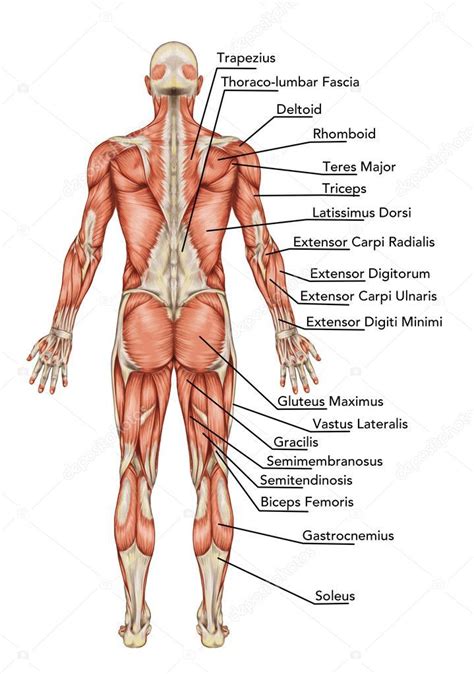 Anatomy Of Male Muscular System Posterior View Full Body Didactic