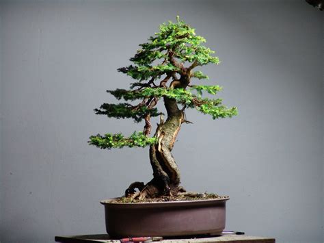 Some species are more challenging than others. Picea Abies / European Spruce | Bonsai tree types, Bonsai ...