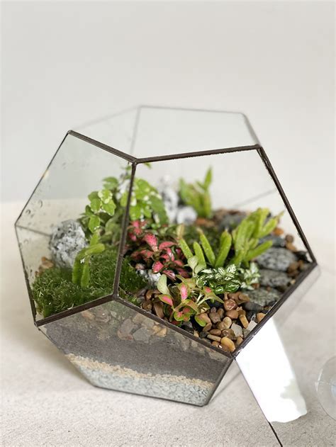 Terrarium plants are easy to care for because they grow more slowly in the limited conditions, but healthy some death and decay is inevitable. Small Pentagon Closed Moss Terrarium - Tiny Forest Store