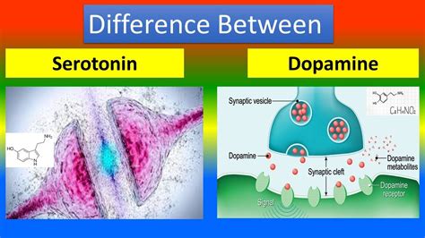 Difference Between Serotonin And Dopamine Youtube